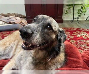 Medium Photo #1 Anatolian Shepherd-German Shepherd Dog Mix Puppy For Sale in Placerville, CA, USA