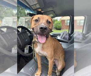 Black Mouth Cur-Unknown Mix Dogs for adoption in Oklahoma City, OK, USA