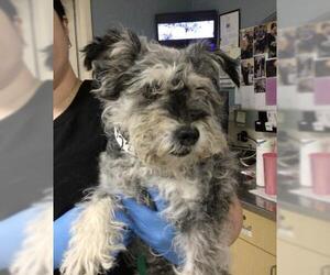 Miniature Schnauzer-Unknown Mix Dogs for adoption in Riverside, CA, USA