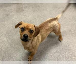 Dachshund-Unknown Mix Dogs for adoption in HESPERIA, CA, USA