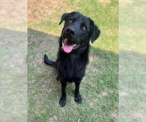 Mutt Dogs for adoption in Plano, TX, USA