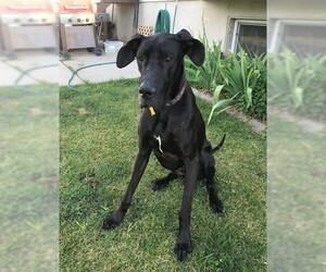 Great Dane Dogs for adoption in Sandy, UT, USA