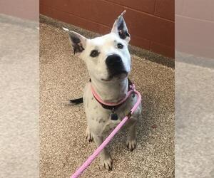 American Pit Bull Terrier-Unknown Mix Dogs for adoption in Pueblo, CO, USA