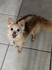 Chihuahua Dogs for adoption in Commerce, GA, USA