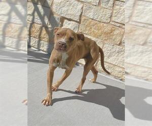 American Pit Bull Terrier Dogs for adoption in Baytown, TX, USA