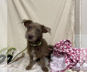 Miniature Schnauzer-Unknown Mix Dogs for adoption in Modesto, CA, USA