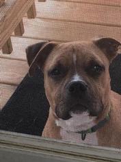 Bull-Boxer Dogs for adoption in Kettering, OH, USA