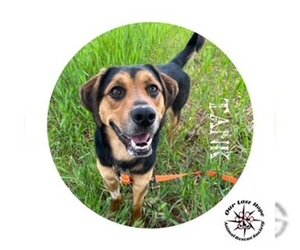 Beagle-Unknown Mix Dogs for adoption in Princeton, British Columbia, Canada