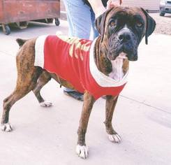 Boxer Dogs for adoption in Washougal, WA, USA