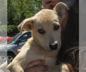 Siberian Husky-Unknown Mix Dogs for adoption in Brooklyn, NY, USA