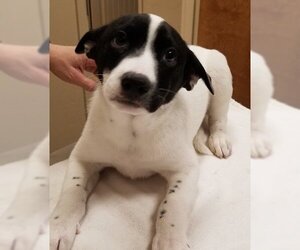 Mutt Dogs for adoption in Wickenburg, AZ, USA