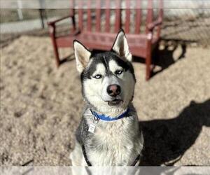 Siberian Husky Dogs for adoption in Fort Collins, CO, USA