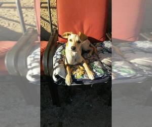 Labrador Retriever-Maltese Mix Dogs for adoption in Gilbert, AZ, USA