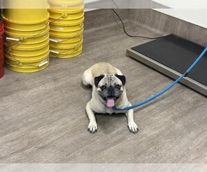 Pug Dogs for adoption in Pasadena, CA, USA