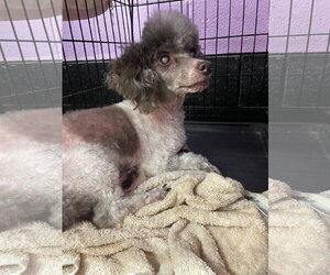 Poodle (Miniature) Dogs for adoption in Pacolet, SC, USA