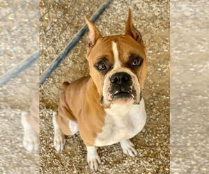 Boxer Dogs for adoption in Austin, TX, USA
