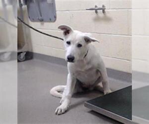 German Shepherd Dog-Unknown Mix Dogs for adoption in Denver, CO, USA