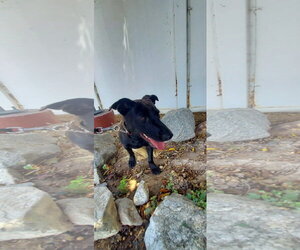 Labrador Retriever-Unknown Mix Dogs for adoption in San Diego, CA, USA