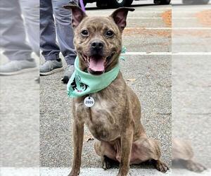 Chihuahua-Plott Hound Mix Dogs for adoption in Forestville, MD, USA
