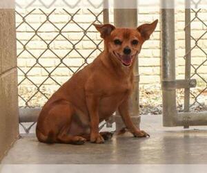 Chiweenie Dogs for adoption in Ojai, CA, USA