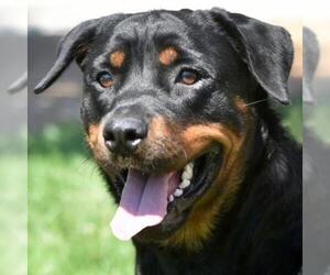 Rottweiler Dogs for adoption in St Louis, MO, USA