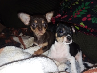 Chihuahua Dogs for adoption in Iroquois, IL, USA