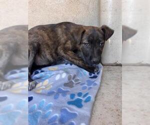 American Pit Bull Terrier-Unknown Mix Dogs for adoption in Oklahoma City, OK, USA