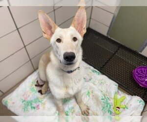 German Shepherd Dog Dogs for adoption in Fort Wayne, IN, USA