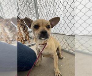 Chihuahua Dogs for adoption in Bakersfield, CA, USA