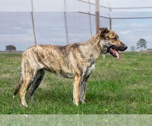 Mutt Dogs for adoption in Abbeville, LA, USA