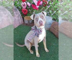 Mutt Dogs for adoption in Oklahoma City, OK, USA