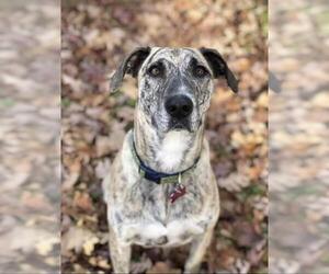 Mountain Cur-Unknown Mix Dogs for adoption in Guilford, CT, USA