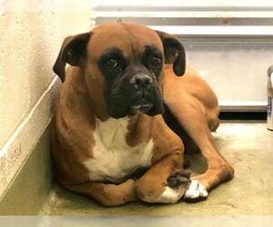 Boxer Dogs for adoption in Moreno Valley, CA, USA