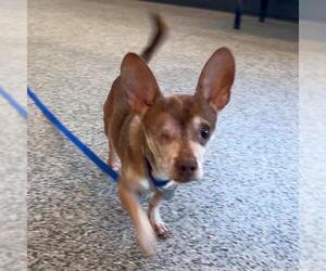 Chihuahua Dogs for adoption in Boston, MA, USA