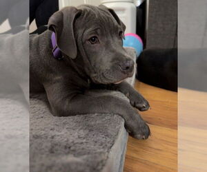 Medium Photo #1 Mutt Puppy For Sale in Princeton, MN, USA