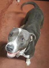 American Staffordshire Terrier-Unknown Mix Dogs for adoption in Spokane, WA, USA