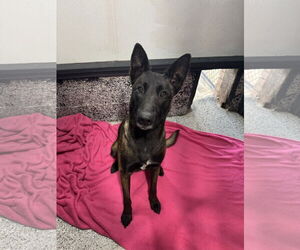 Mutt Dogs for adoption in Leavenworth, KS, USA