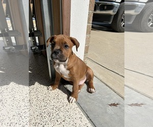 American Staffordshire Terrier-Unknown Mix Dogs for adoption in Holly Springs, NC, USA