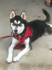 Siberian Husky Dogs for adoption in Diana, TX, USA
