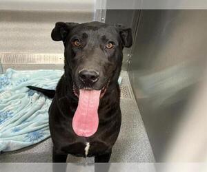 Great Dane-Unknown Mix Dogs for adoption in Orange, CA, USA