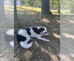 Miniature Bernedoodle Dogs for adoption in Osgood, IN, USA