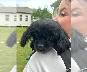 Shiranian Dogs for adoption in Oakhurst, NJ, USA