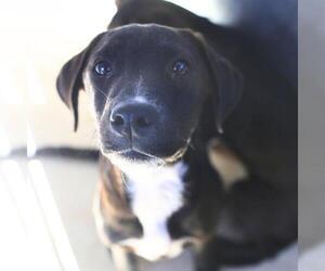 Labrador Retriever-Unknown Mix Dogs for adoption in San Antonio, TX, USA