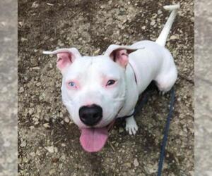 American Pit Bull Terrier Dogs for adoption in Madison, WI, USA