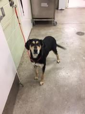 Mutt Dogs for adoption in Hutchinson, KS, USA
