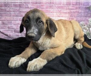 Anatolian Shepherd-Saint Bernard Mix Dogs for adoption in Lakewood, CO, USA