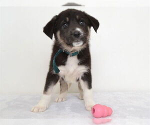 German Shepherd Dog-Unknown Mix Dogs for adoption in Oroville, CA, USA