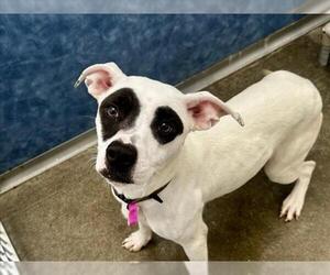 Mutt Dogs for adoption in Fort Collins, CO, USA