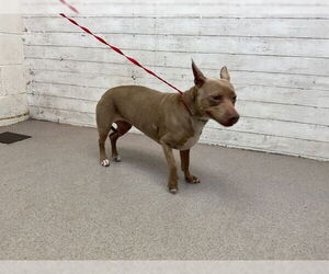 American Pit Bull Terrier-Unknown Mix Dogs for adoption in San Bernardino, CA, USA