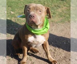 American Staffordshire Terrier Dogs for adoption in San Antonio, TX, USA